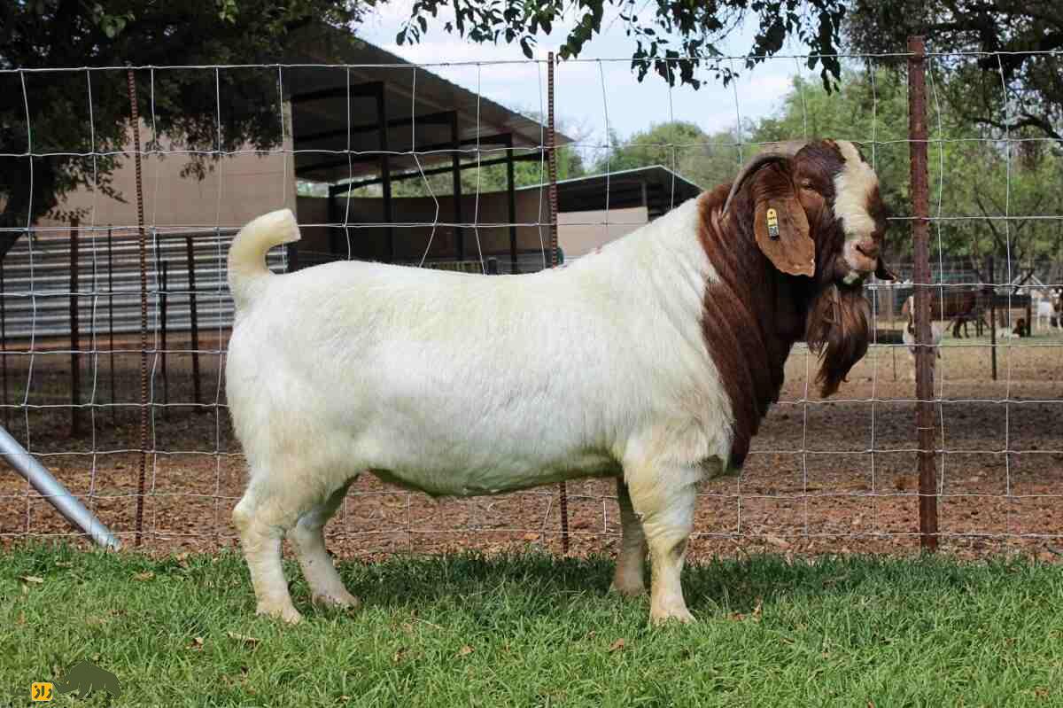 بز «بوئر»؛ «سوپر مُدِل» تمام بز‌های جهان که حتی برای عکاسی ژست می‌گیرد