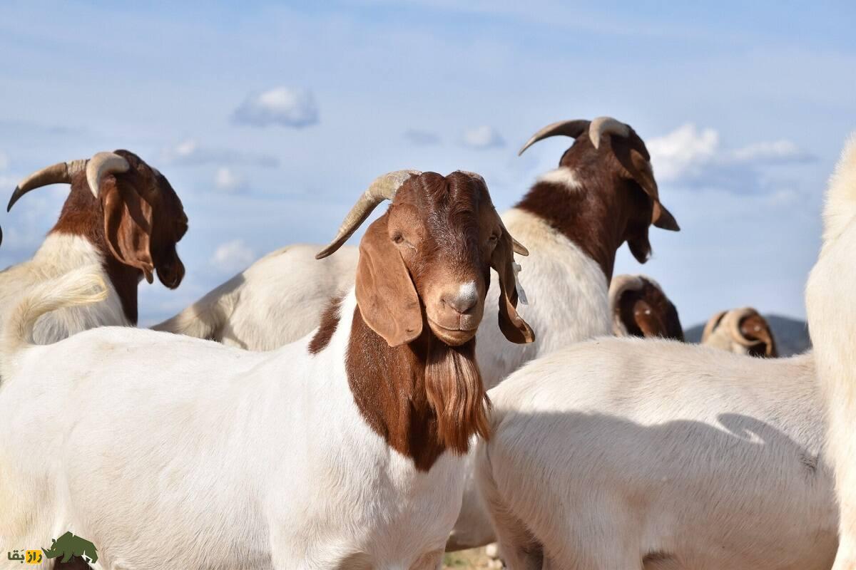 بز «بوئر»؛ «سوپر مُدِل» تمام بز‌های جهان که حتی برای عکاسی ژست می‌گیرد