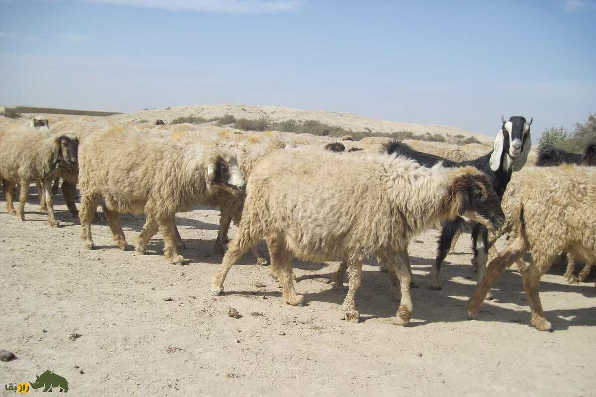 گوسفند «چولستانی»؛ گوسفند دُم‌دراز پاکستانی که از طلا و جواهر با ارزش‌تر است!
