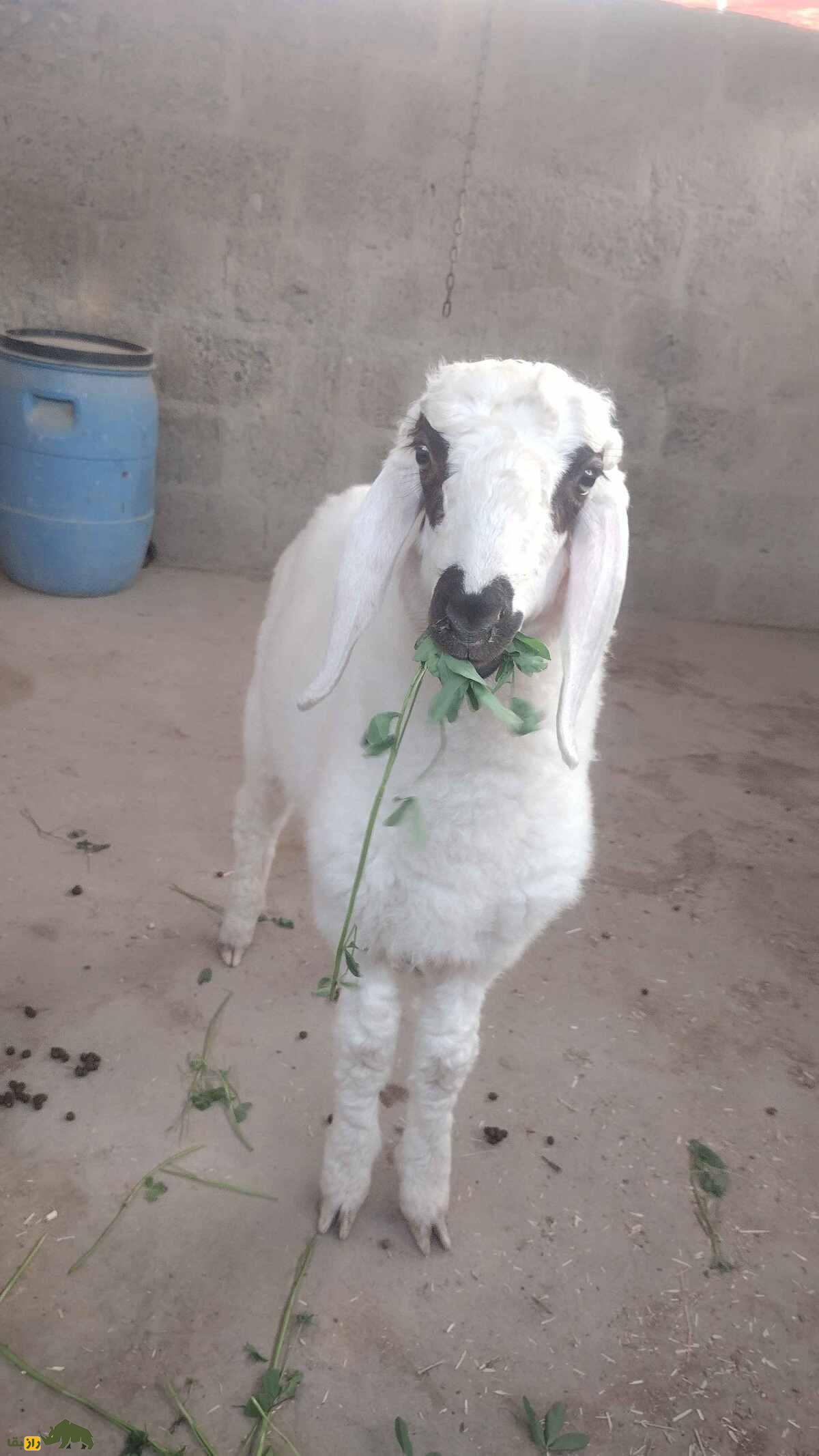 گوسفند «چولستانی» پاکستان؛ گوسفند دُمدراز چند منظوره برای تولید گوشت و پشم و شیر گوسفند «چولستانی» پاکستان؛ گوسفند دُمدراز چند منظوره برای تولید گوشت و پشم و شیر