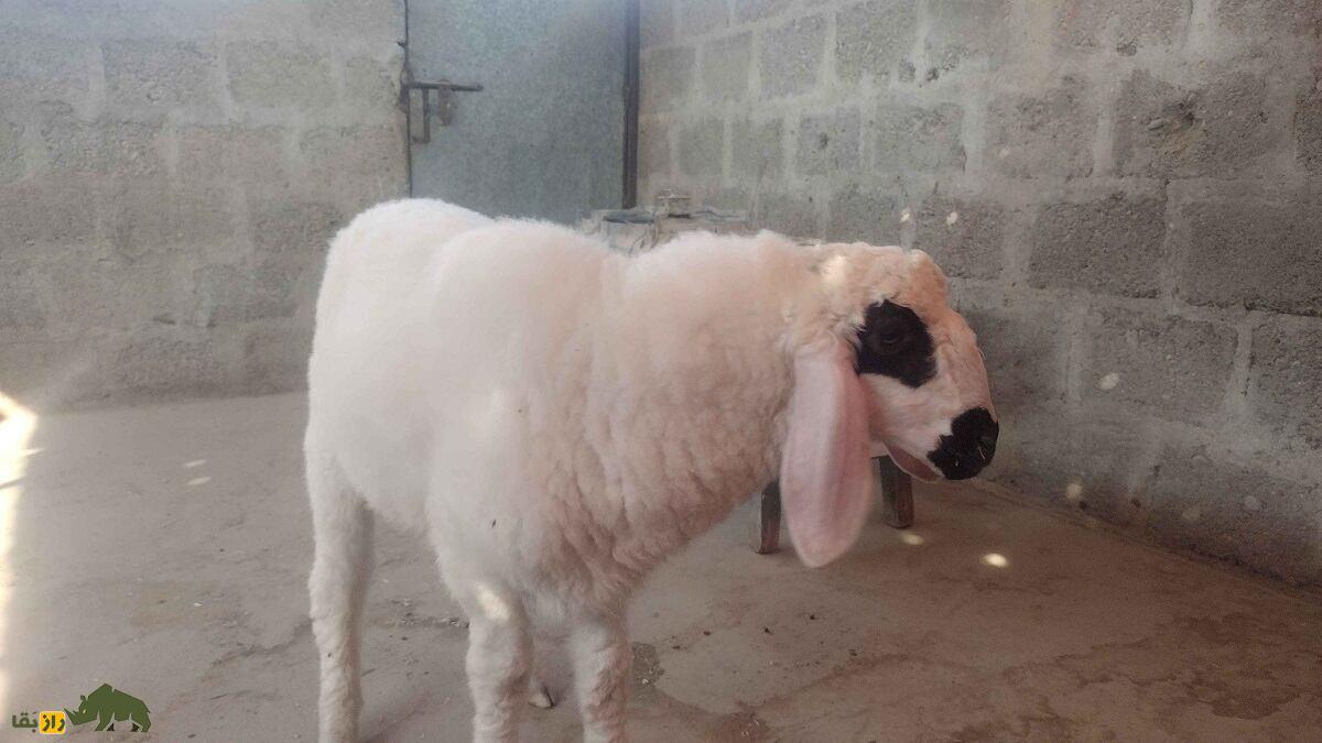 گوسفند «چولستانی» پاکستان؛ گوسفند دُمدراز چند منظوره برای تولید گوشت و پشم و شیر گوسفند «چولستانی» پاکستان؛ گوسفند دُمدراز چند منظوره برای تولید گوشت و پشم و شیر