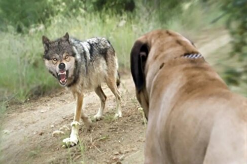 شکار رعدآسای یک گرگ توسط سگ و زوزه‌های وحشتناک گرگ نگون‌بخت