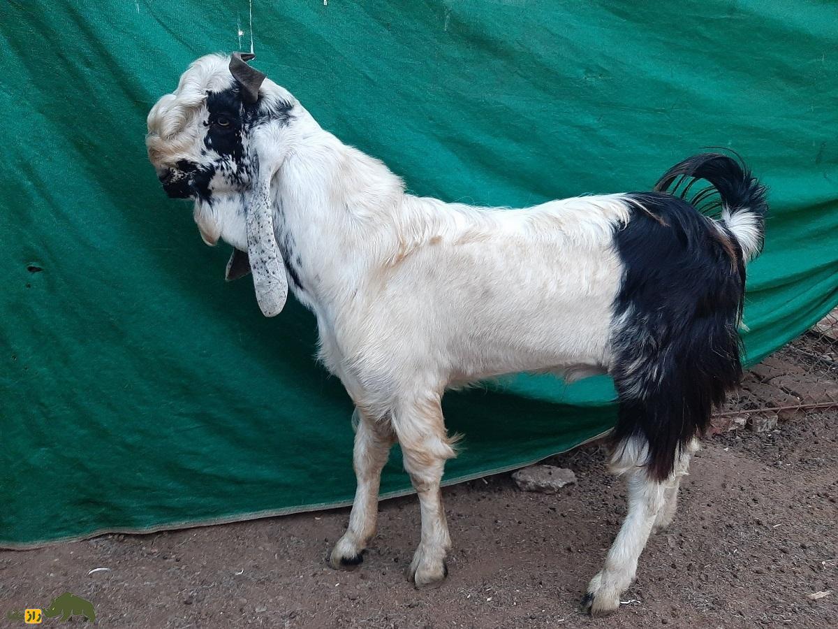 بز «کوتا»؛ بز قدبلند هندی که در دوران بلوغ اندازه یک الاغ میشود بز «کوتا»؛ بز قدبلند هندی که در دوران بلوغ اندازه یک الاغ میشود