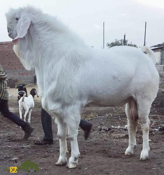 بز «کوتا» یا بز «کارولی»؛ بز هندی با ارتفاع خیرهکننده بز «کوتا» یا بز «کارولی»؛ بز هندی با ارتفاع خیرهکننده