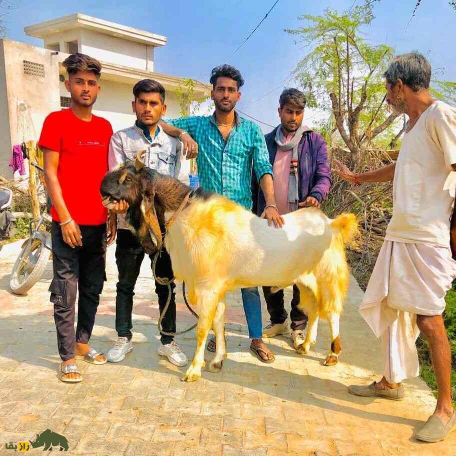 بز «کوتا» یا بز «کارولی»؛ بز هندی با ارتفاع خیره‌کننده