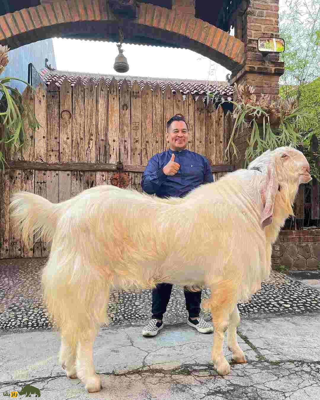 بز «کوتا» یا بز «کارولی»؛ بز هندی با ارتفاع خیرهکننده بز «کوتا» یا بز «کارولی»؛ بز هندی با ارتفاع خیرهکننده