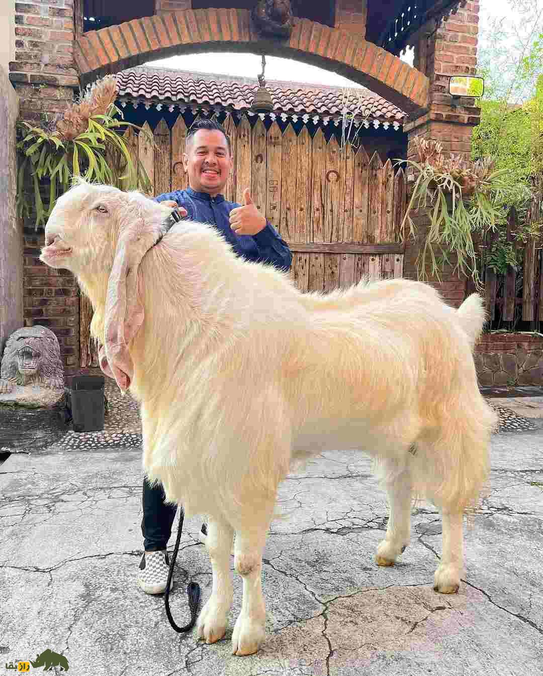 بز «کوتا» یا بز «کارولی»؛ بز هندی با ارتفاع خیرهکننده بز «کوتا» یا بز «کارولی»؛ بز هندی با ارتفاع خیرهکننده