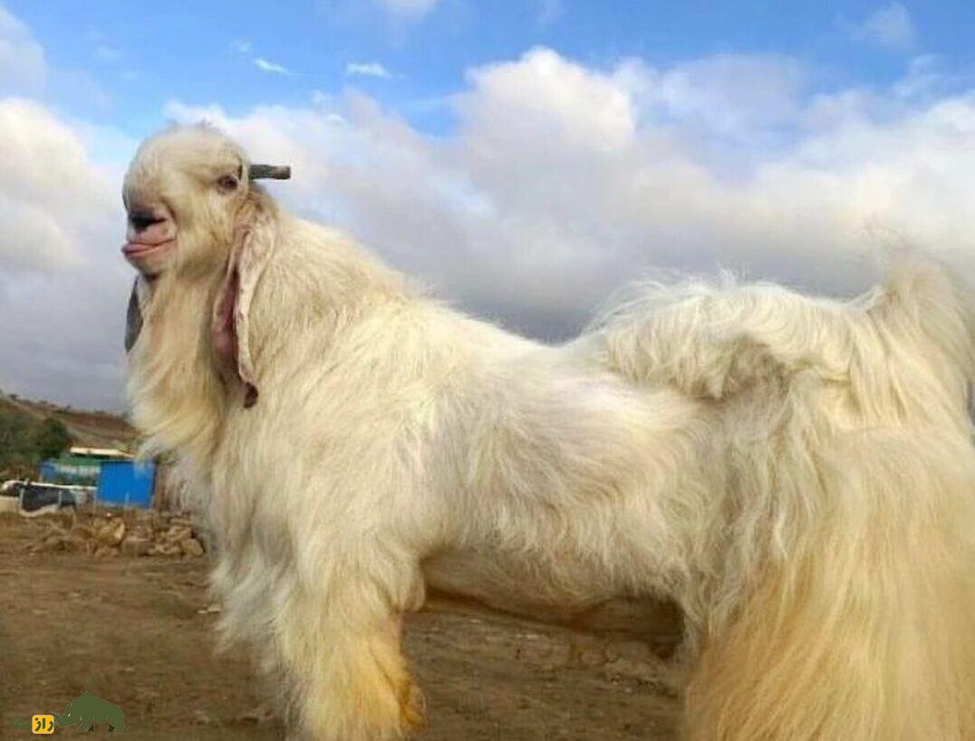 بز «کوتا» یا بز «کارولی»؛ بز هندی با ارتفاع خیرهکننده بز «کوتا» یا بز «کارولی»؛ بز هندی با ارتفاع خیرهکننده