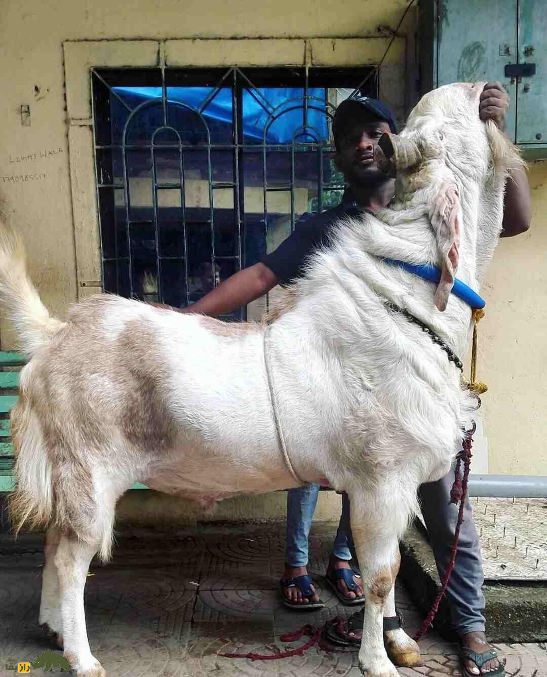 بز «کوتا» یا بز «کارولی»؛ بز هندی با ارتفاع خیرهکننده بز «کوتا» یا بز «کارولی»؛ بز هندی با ارتفاع خیرهکننده