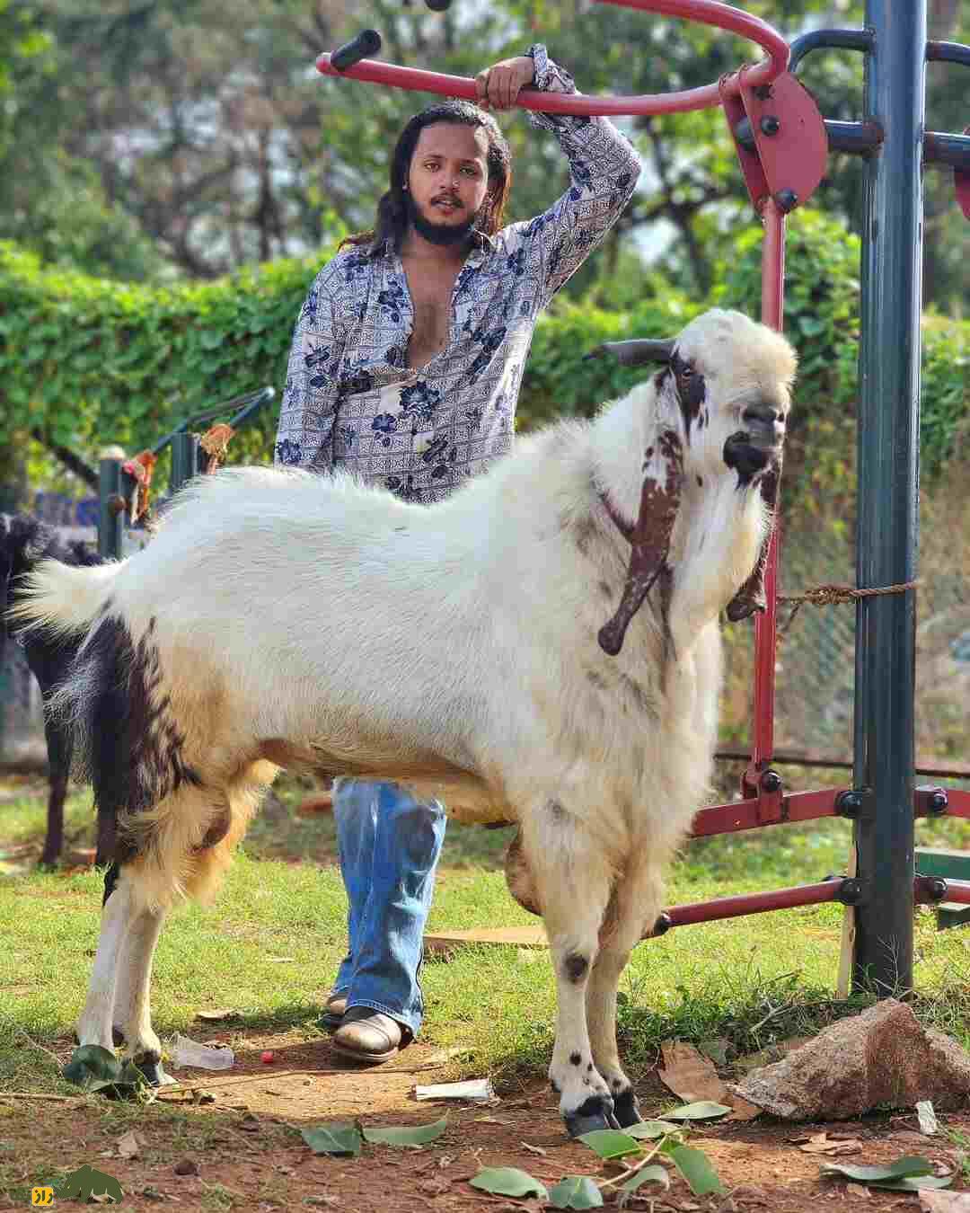 بز «کوتا» یا بز «کارولی»؛ بز هندی با ارتفاع خیرهکننده بز «کوتا» یا بز «کارولی»؛ بز هندی با ارتفاع خیرهکننده
