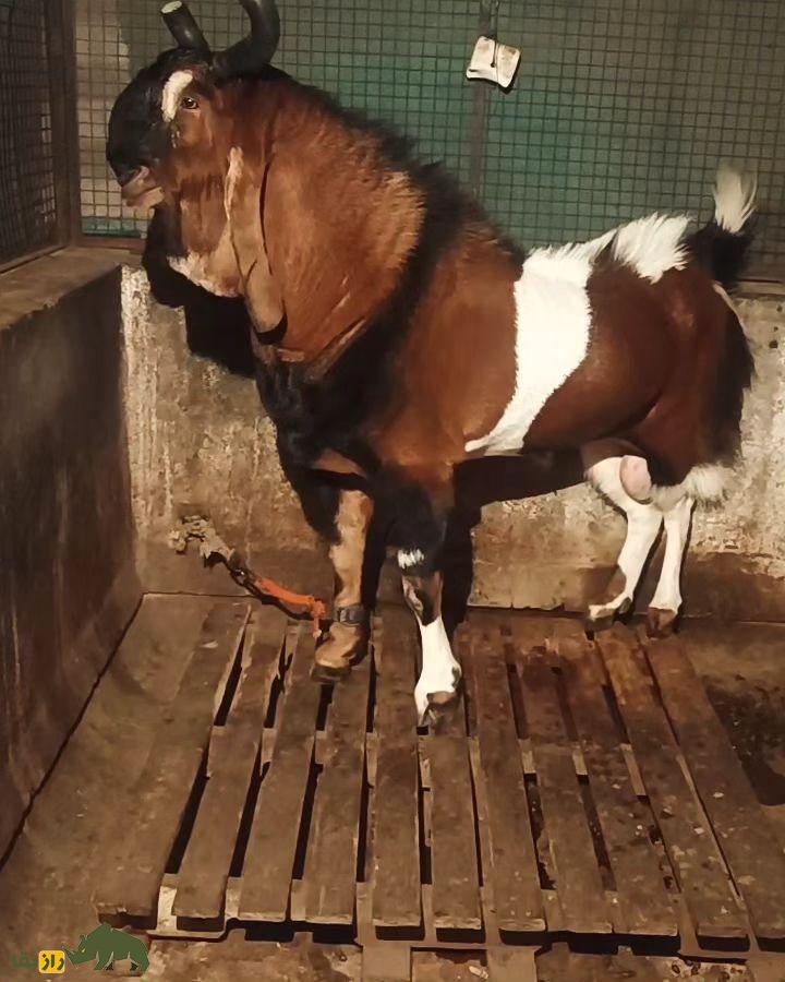 بز «کوتا» یا بز «کارولی»؛ بز هندی با ارتفاع خیرهکننده بز «کوتا» یا بز «کارولی»؛ بز هندی با ارتفاع خیرهکننده