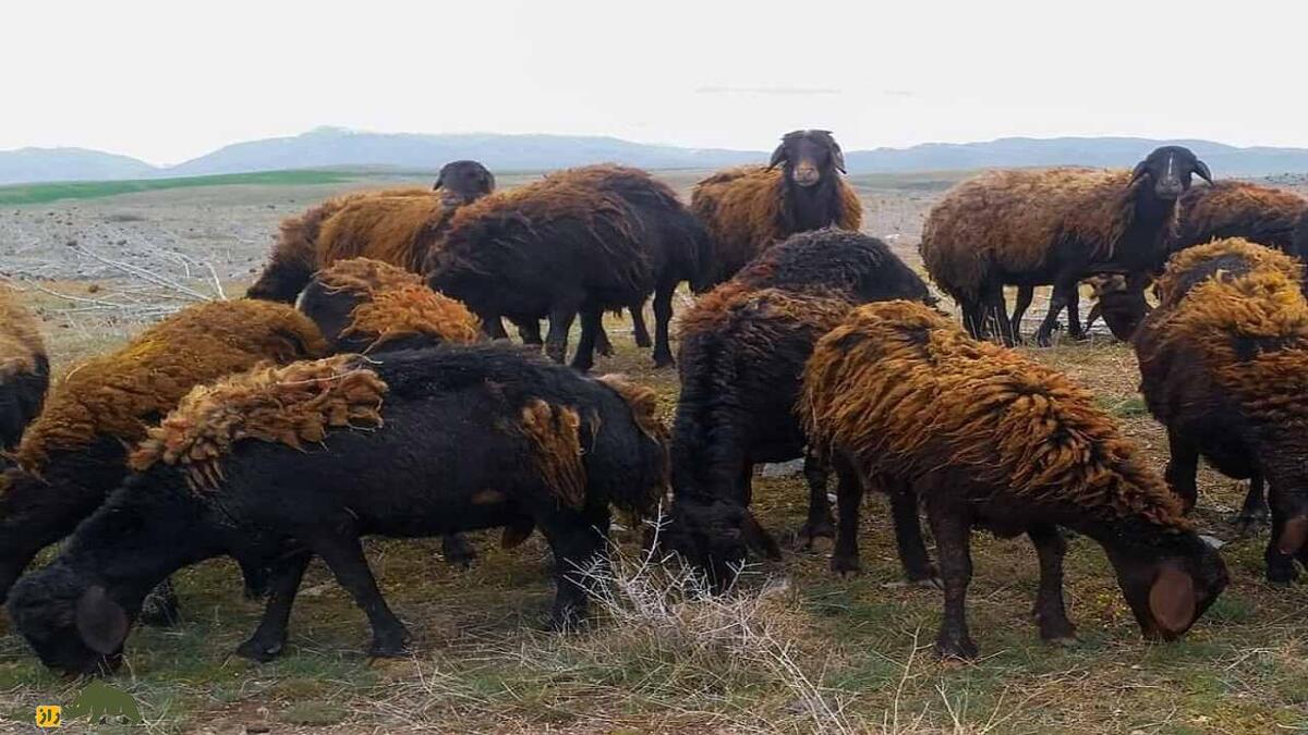 گوسفند «قزل»؛ جواهر آذربایجان که پنیر لیقوان فقط از شیر این گوسفند تولید می‌شود