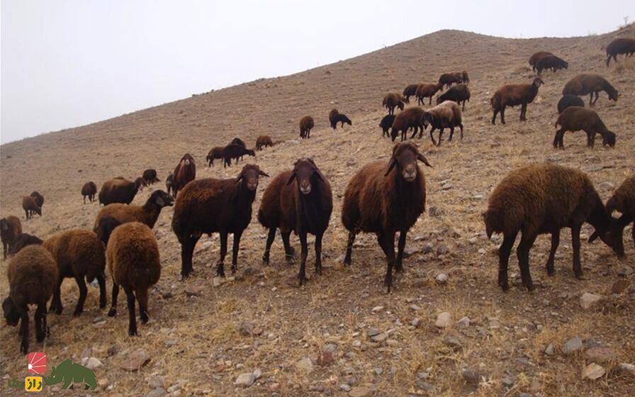 گوسفند «قزل» آذربایجان؛ بهترین گوسفند شیری ایران و بهترین منبع تولید پنیر لیقوان گوسفند «قزل» آذربایجان؛ بهترین گوسفند شیری ایران و بهترین منبع تولید پنیر لیقوان