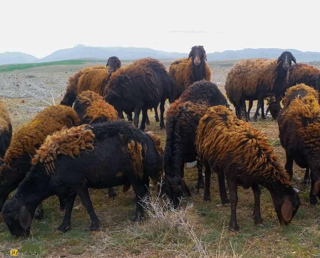 گوسفند «قزل» آذربایجان؛ بهترین گوسفند شیری ایران و بهترین منبع تولید پنیر لیقوان گوسفند «قزل» آذربایجان؛ بهترین گوسفند شیری ایران و بهترین منبع تولید پنیر لیقوان