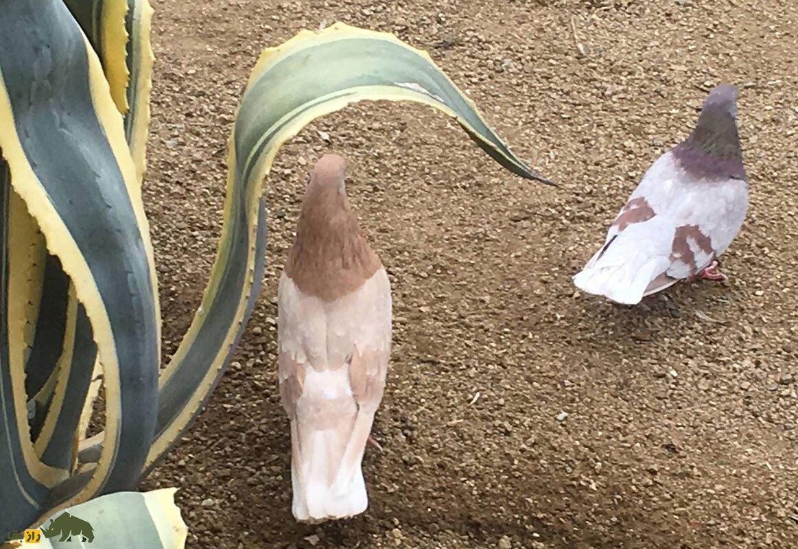 کبوتر «ارمنی»؛ کفتر پشتکزنی که مهارتهای آکروباتیک فوقالعاده دارد کبوتر «ارمنی»؛ کفتر پشتکزنی که مهارتهای آکروباتیک فوقالعاده دارد