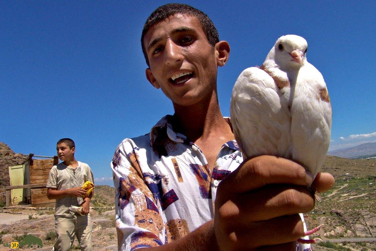 کبوتر «ارمنی»؛ کبوتر پشتک‌زن گران‌قیمتی که ایرانی‌ها عاشق آن هستند!