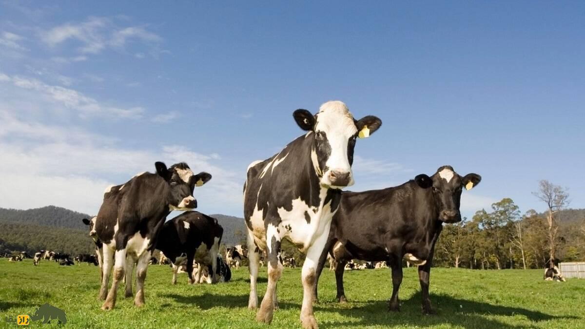 گاو «هُلشتاین»؛ جواهری که بیش از ۲۲ تن شیر تولید می‌کند