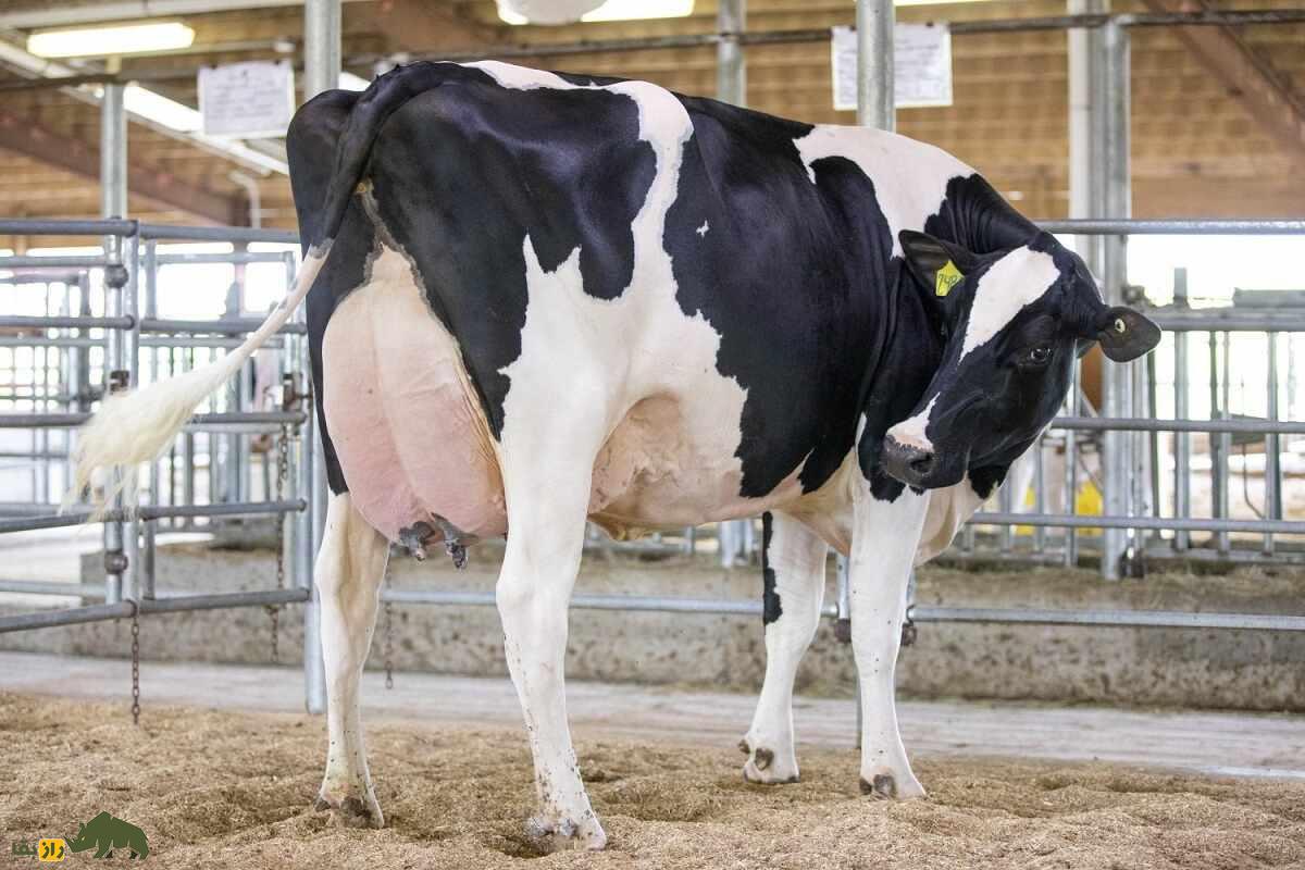 گاو «هُلشتاین»؛ جواهری که بیش از ۲۲ تن شیر تولید می‌کند
