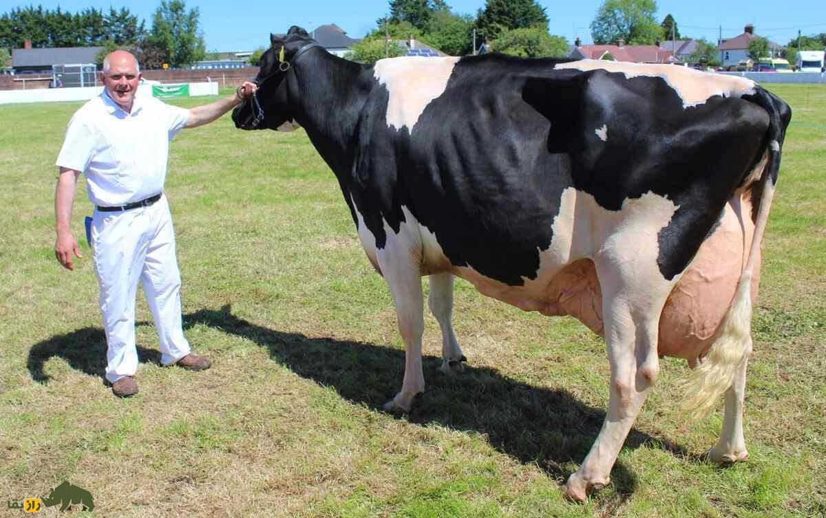 گاو «هُلشتاین»؛ جواهری که بیش از ۲۲ تن شیر تولید می‌کند