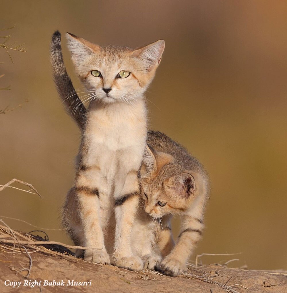 «گربه شنی»؛ حیوانی با چهره ملوس اما باطن خشن که نیازی به نوشیدن آب هم ندارد!