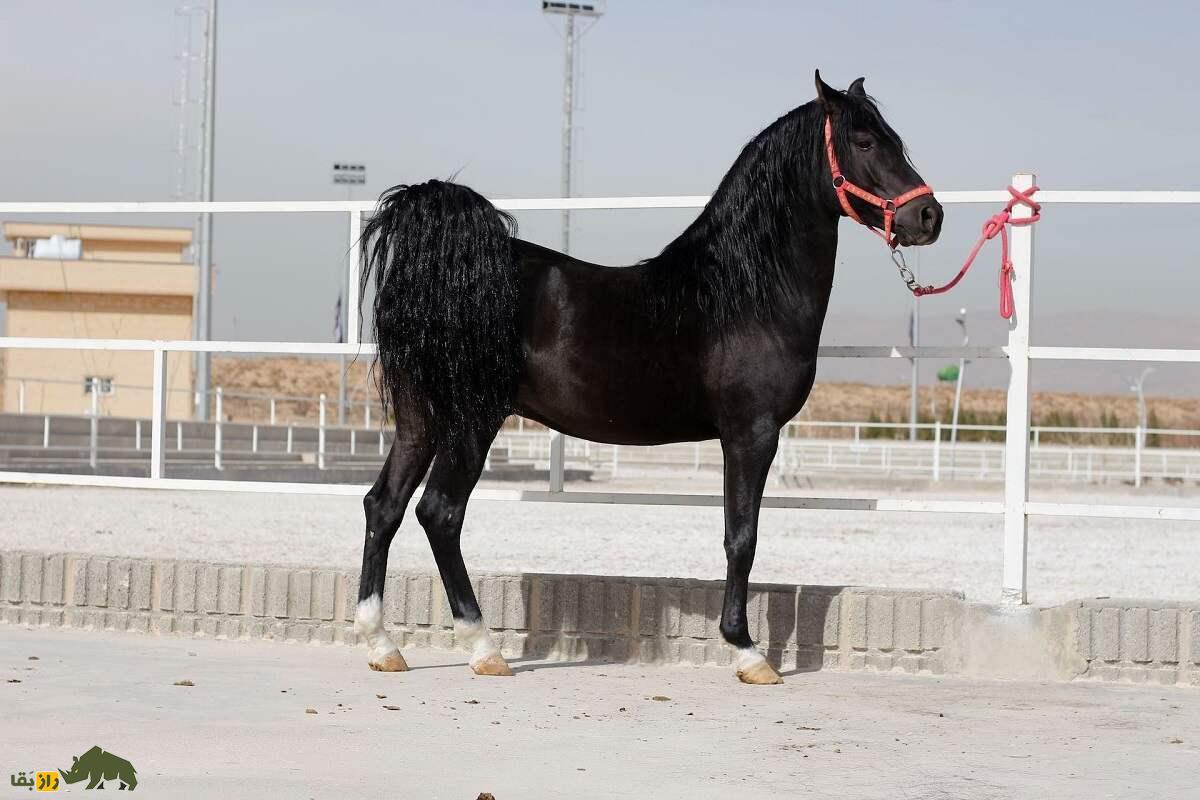 اسب «درهشوری»؛ اسب ایرانی معروف به «گردن شمشیری» که هرگز آسیب نمیدید اسب «درهشوری»؛ اسب ایرانی معروف به «گردن شمشیری» که هرگز آسیب نمیدید