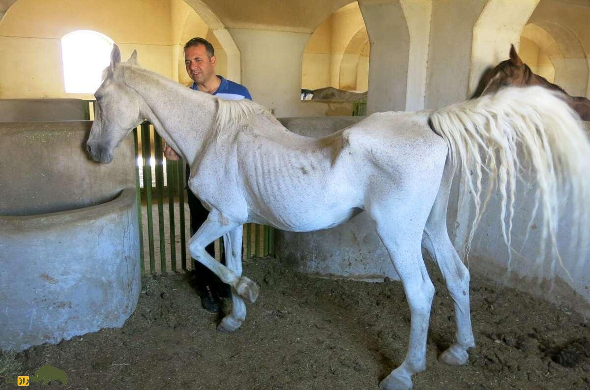 اسب «درهشوری»؛ اسب ایرانی معروف به «گردن شمشیری» که هرگز آسیب نمیدید اسب «درهشوری»؛ اسب ایرانی معروف به «گردن شمشیری» که هرگز آسیب نمیدید