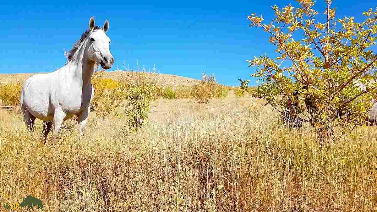 اسب «درهشوری»؛ اسب ایرانی معروف به «گردن شمشیری» که هرگز آسیب نمیدید اسب «درهشوری»؛ اسب ایرانی معروف به «گردن شمشیری» که هرگز آسیب نمیدید
