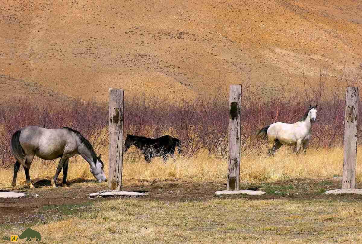 اسب «درهشوری»؛ اسب ایرانی معروف به «گردن شمشیری» که هرگز آسیب نمیدید اسب «درهشوری»؛ اسب ایرانی معروف به «گردن شمشیری» که هرگز آسیب نمیدید