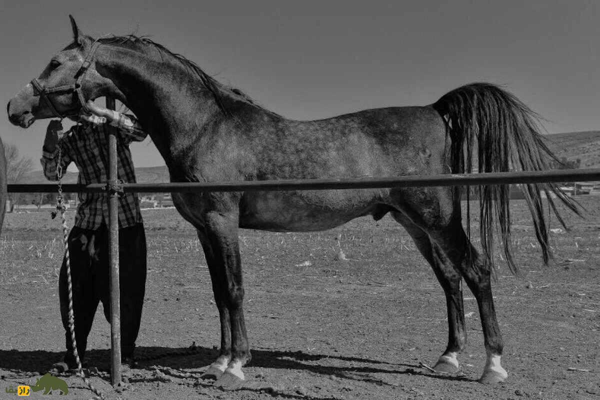 اسب «درهشوری»؛ اسب ایرانی معروف به «گردن شمشیری» که هرگز آسیب نمیدید اسب «درهشوری»؛ اسب ایرانی معروف به «گردن شمشیری» که هرگز آسیب نمیدید