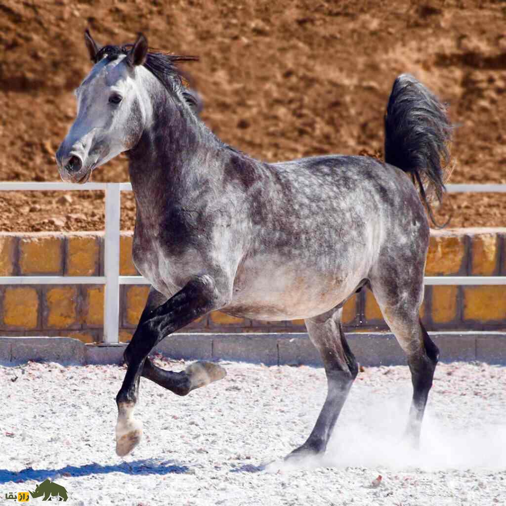 اسب «درهشوری»؛ اسب ایرانی معروف به «گردن شمشیری» که هرگز آسیب نمیدید اسب «درهشوری»؛ اسب ایرانی معروف به «گردن شمشیری» که هرگز آسیب نمیدید