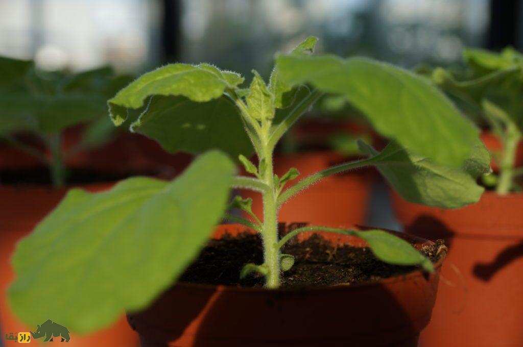 گیاهی که شیر مادر تولید می‌کند!