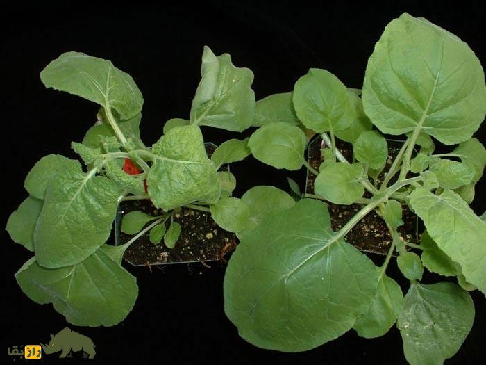 گیاهی که شیر مادر تولید می‌کند!