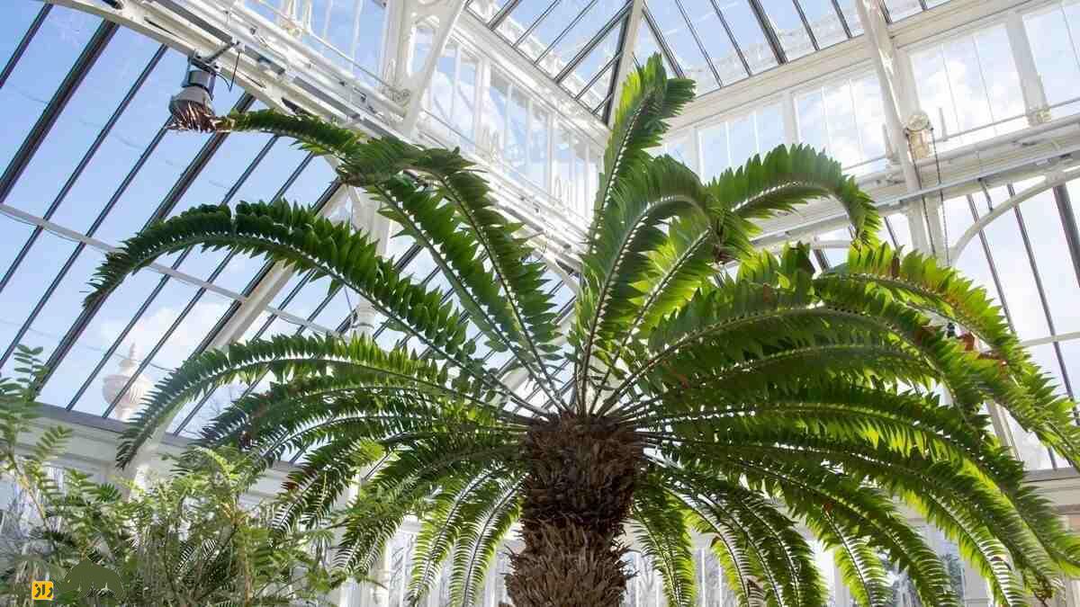 تنهاترین گیاه روی زمین؛ گیاه معروف به «فسیل زنده» که جفت ندارد و هر سانت آن ۴۰ میلیون تومان است