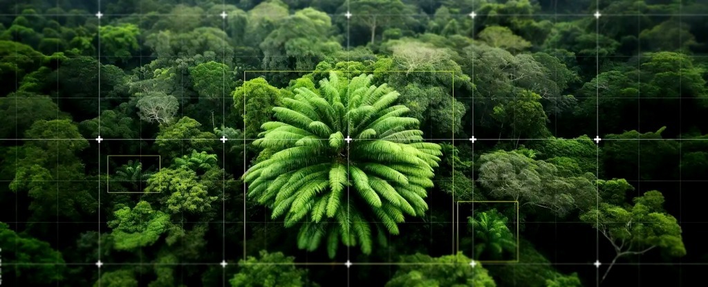 تنهاترین گیاه روی زمین؛ گیاه معروف به «فسیل زنده» که جفت ندارد و هر سانت آن ۴۰ میلیون تومان است