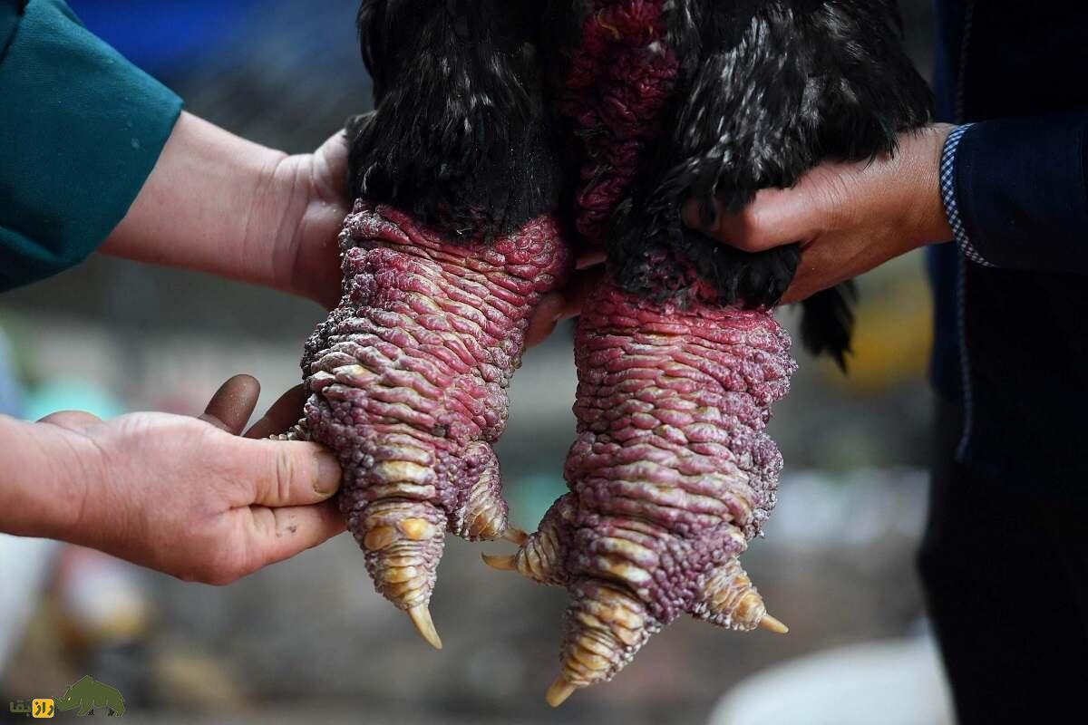 مرغ اژد‌ها؛ مرغی ویتنامی که گوشت پاهایش ۱۲۰ میلیون تومان قیمت دارد!