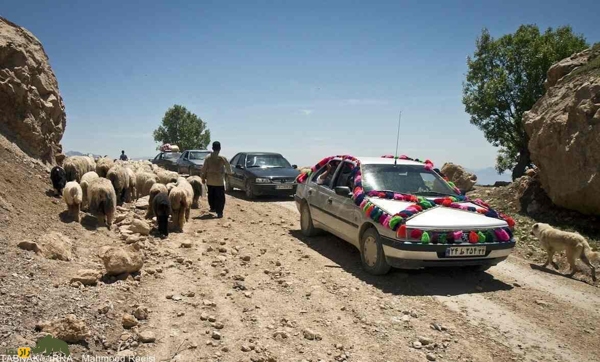 گوسفند لری بختیاری؛ بهترین گوسفند ایران برای پرواربندی