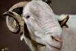 گوسفند «لادوم»؛ پادشاه گوسفندان که ۶ میلیارد تومان قیمت دارد و در عید قربان، قربانی نمی‌شود!