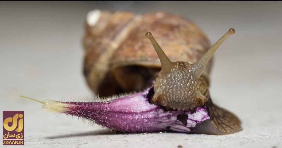 (عکس) حیوانی که ۳۷۰ برابر انسان دندان دارد، اما دیده نمیشود! (عکس) حیوانی که ۳۷۰ برابر انسان دندان دارد، اما دیده نمیشود!