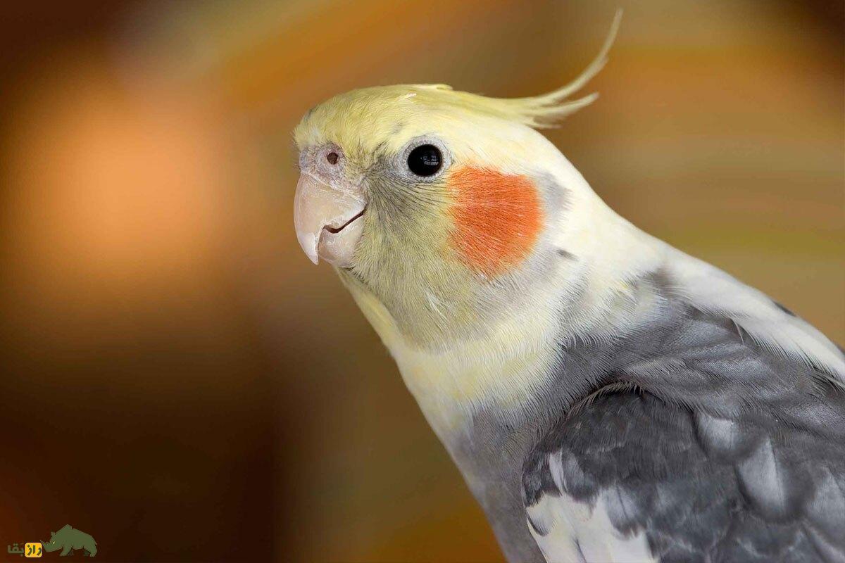 بهترین نژاد عروسی هلندی در ایران؛ از دارچینی تا لوتینو و پلاتین!