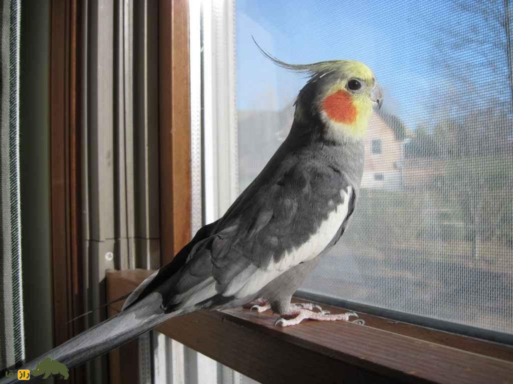 بهترین نژاد عروسی هلندی در ایران؛ از دارچینی تا لوتینو و پلاتین!