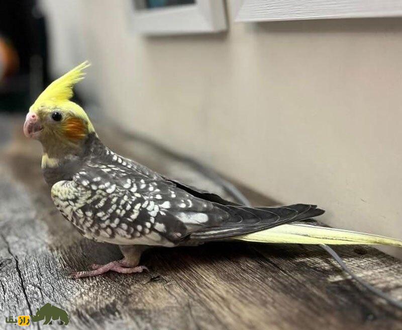 عروس هلندی نژاد مروارید