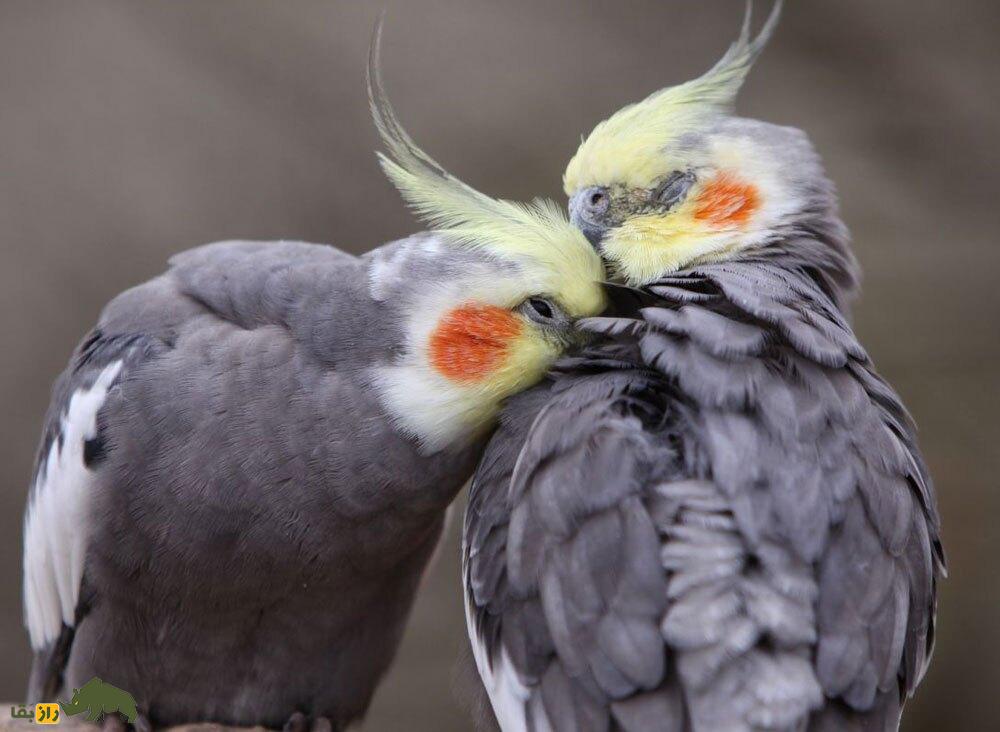 بهترین نژاد عروسی هلندی در ایران؛ از دارچینی تا لوتینو و پلاتین!