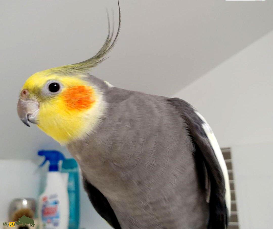 بهترین نژاد عروسی هلندی در ایران؛ از دارچینی تا لوتینو و پلاتین!