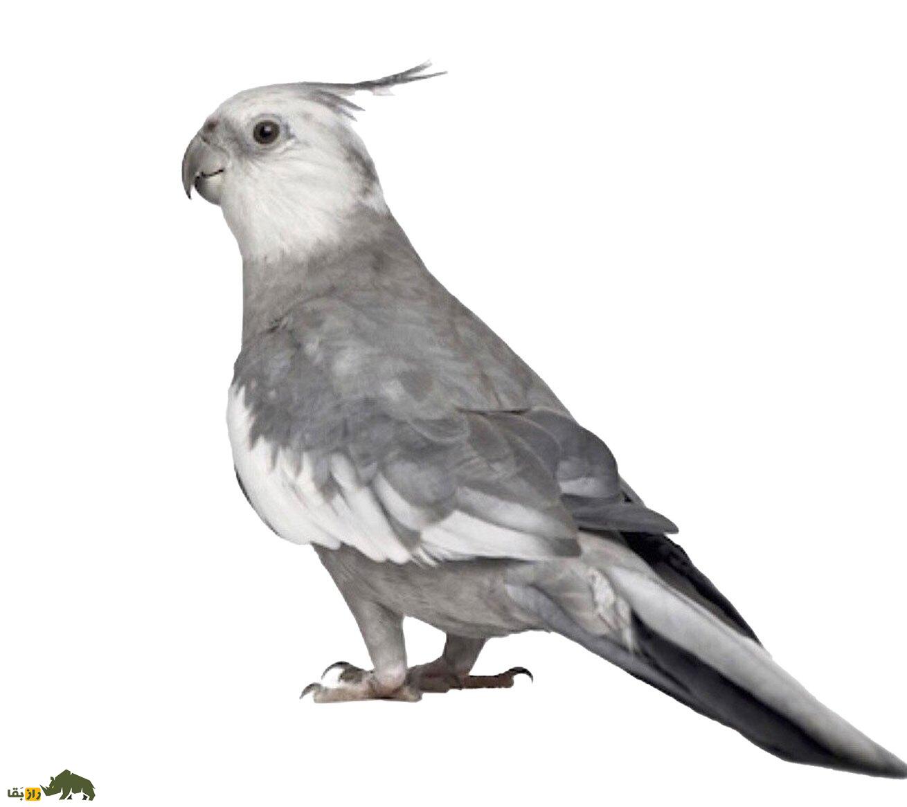 بهترین نژاد عروسی هلندی در ایران؛ از دارچینی تا لوتینو و پلاتین!