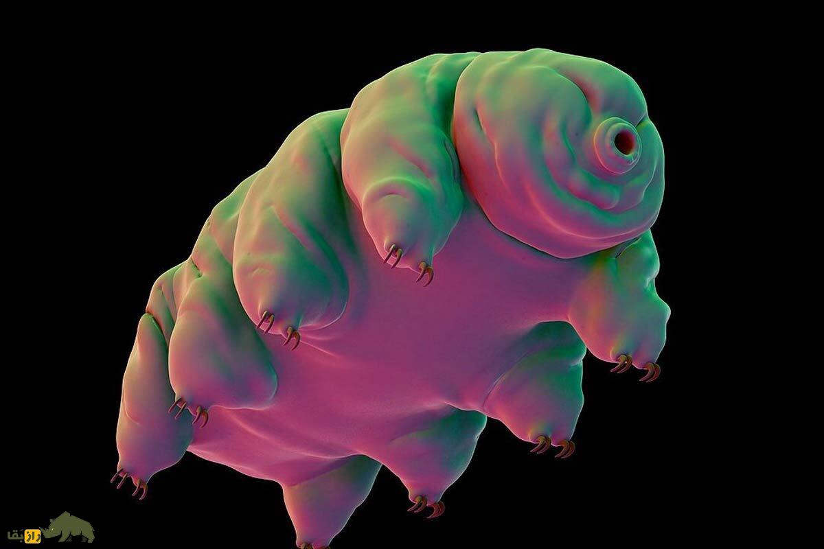 خرس آبی، این موجود اَبرقهرمان، در برابر اشعه فرابنفش هم مقاوم است! خرس آبی، این موجود اَبرقهرمان، در برابر اشعه فرابنفش هم مقاوم است!