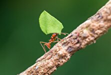 (ویدئو) همزیستی عجیب مورچه با درخت؛ دفاع مورچه‌ها از درخت در برابر تهاجم