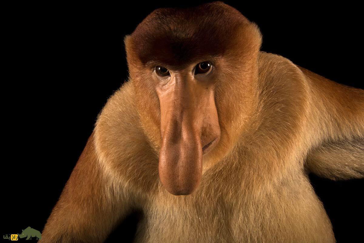 میمون‌های پروبوسیس