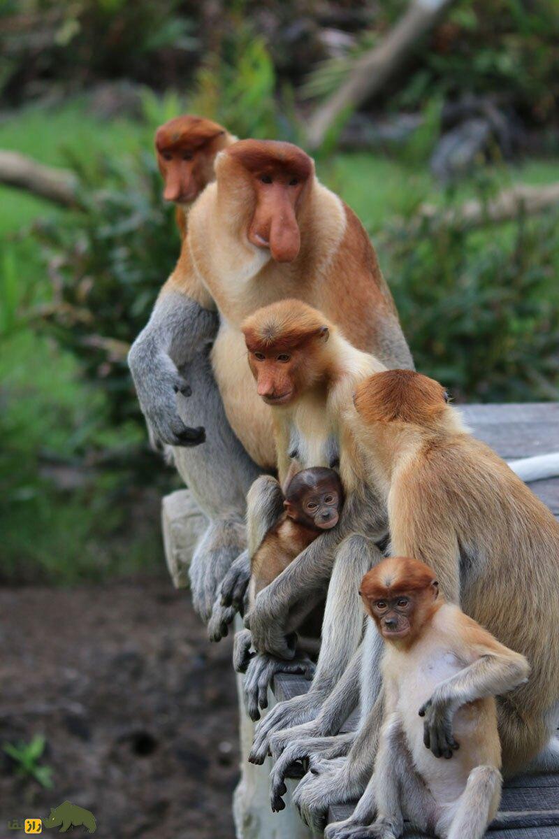 بینی بزرگ میمون‌های پروبوسیس نر کلید موفقیت جذابیت جنسی آن‌هاست