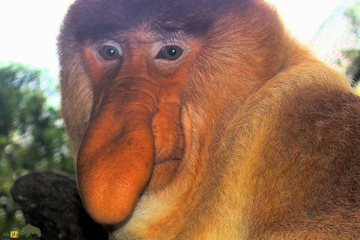 کاربرد عجیب زشت‌ترین دماغ جهان؛ بینی میمون‌های پروبوسیس ابزار جذابیت جنسی آن‌هاست!