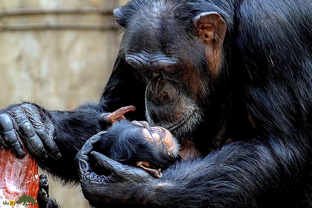 منظره‌ای تکان‌دهنده؛ شامپانزه‌ای که ۳ ماه است نوزاد مرده خود را رها نمی‌کند!